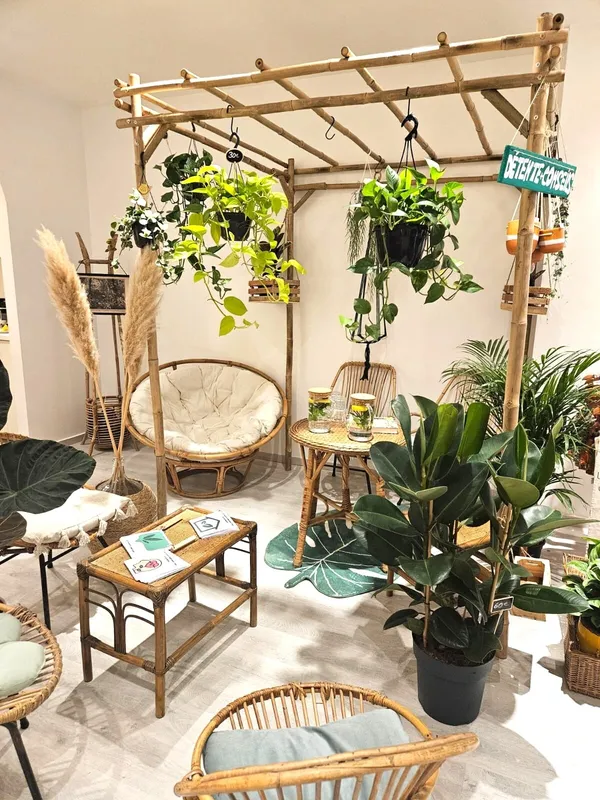 Apprenez à rempoter et entretenir vos plantes d'intérieur - Image n°4 - Wecandoo