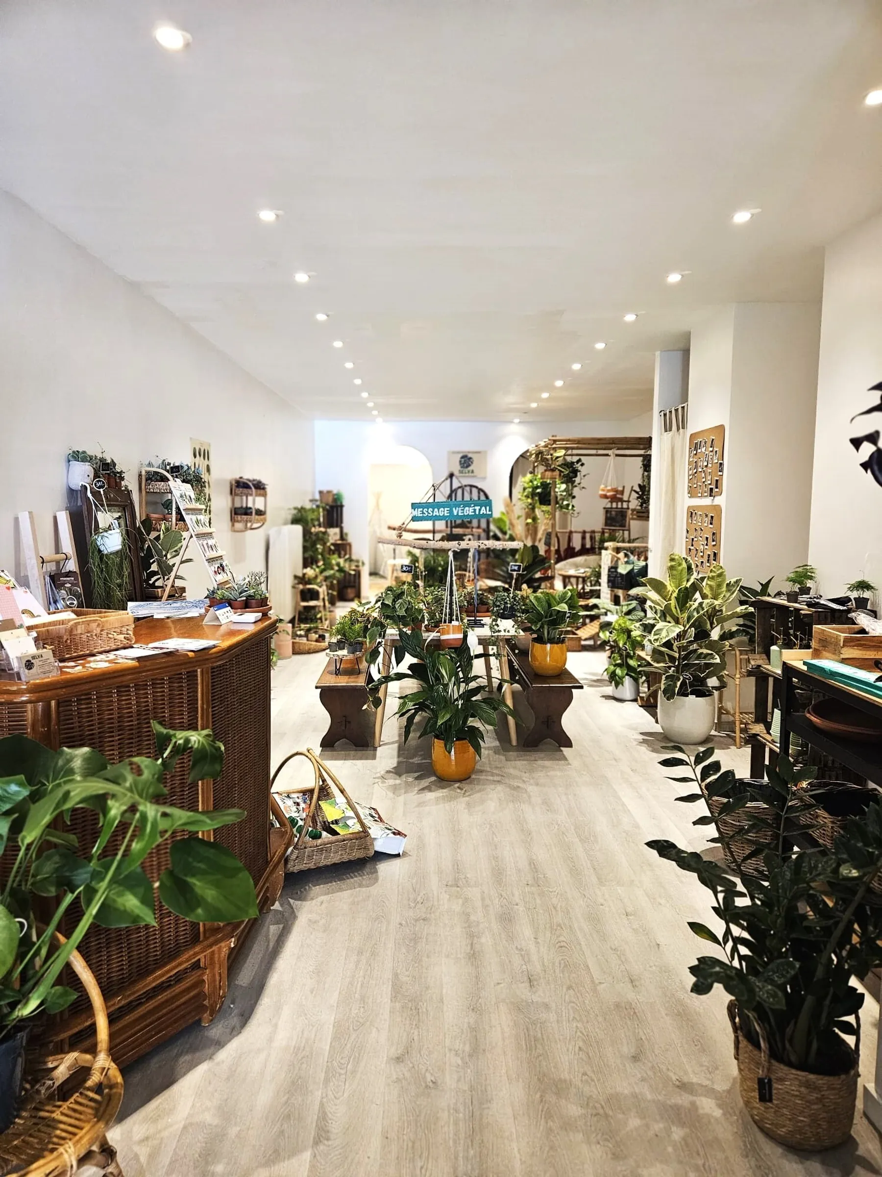 Apprenez à rempoter et entretenir vos plantes d'intérieur - Image n°5 - Wecandoo