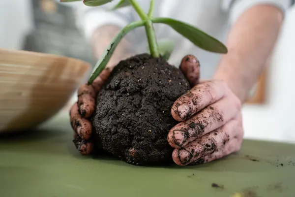 Sensibilisez votre équipe et réalisez votre kokedama à partir de plantes dépolluantes - Image n°3 - Wecandoo