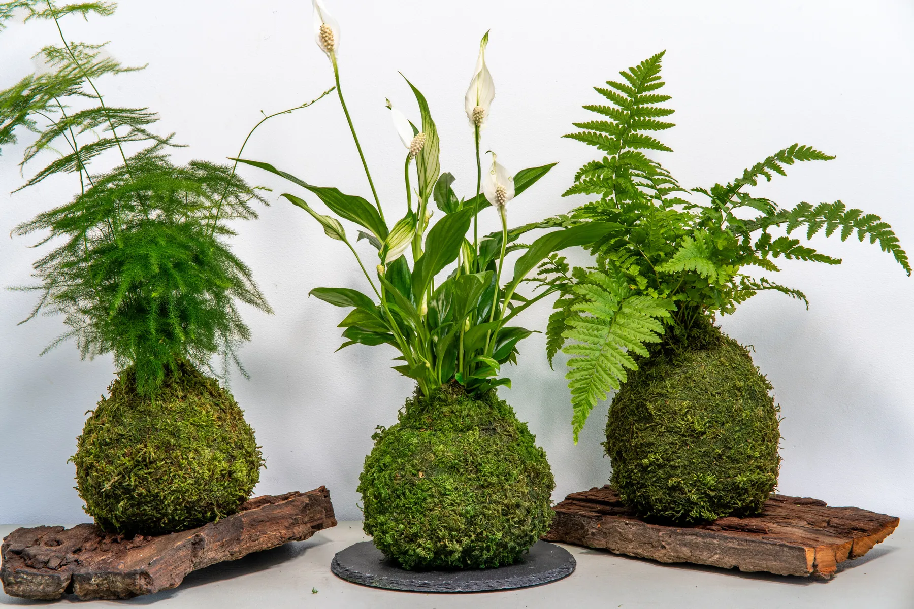 Sensibilisez votre équipe et réalisez votre kokedama à partir de plantes dépolluantes - Image n°1 - Wecandoo