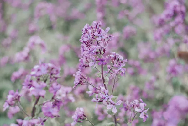 Composez votre bouquet de fleurs séchées au cœur d'une ferme florale avec Clarisse - Image n°2 - Wecandoo