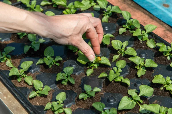 Surprenez votre équipe : cueillez vos fleurs de brèdes mafane et embouteillez votre rhum avec Anthony - Image n°1 - Wecandoo