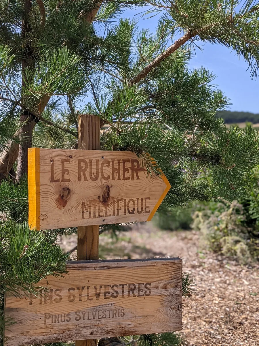 Venez découvrir l'apiculture, la pollinisation, le miel et la cire d'abeille avec Estelle - Image n°1 - Wecandoo