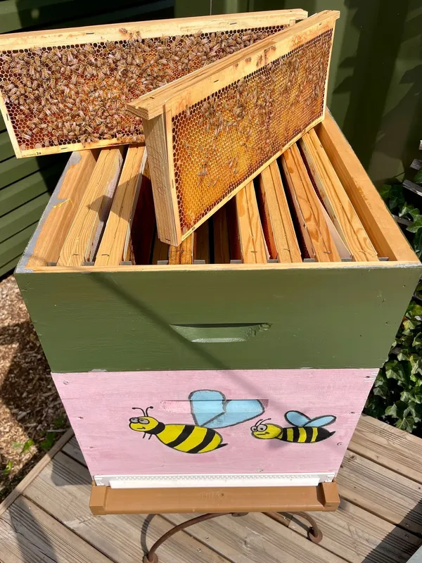 Venez découvrir l'apiculture, la pollinisation, le miel et la cire d'abeille avec Estelle - Image n°2 - Wecandoo