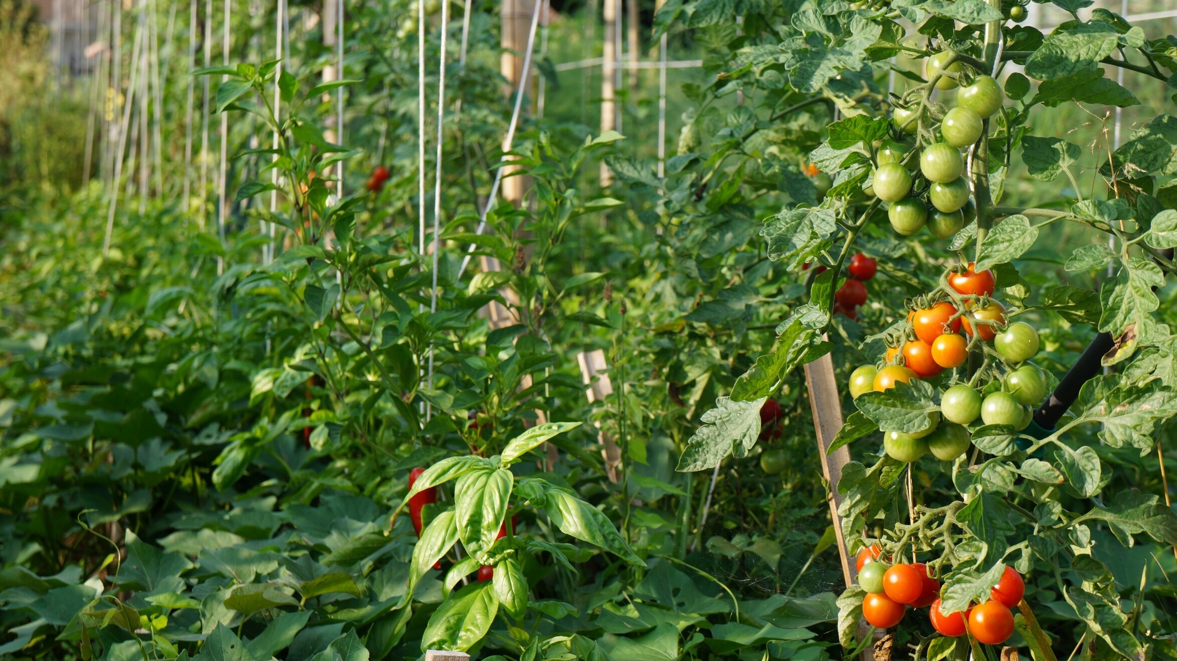 Wecandoo - Initiez-vous à la permaculture avec Pierre-Emmanuel - Image n°5