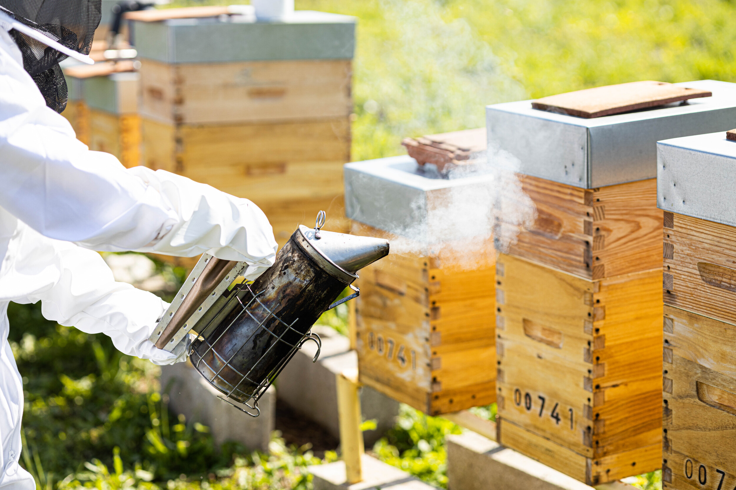 Wecandoo - Découvrez l'apiculture avec François - Image n°1