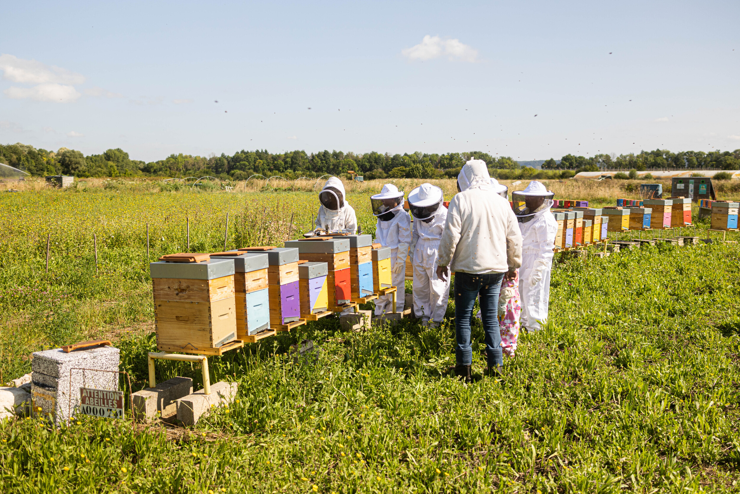 Wecandoo - Découvrez l'apiculture avec François - Image n°5