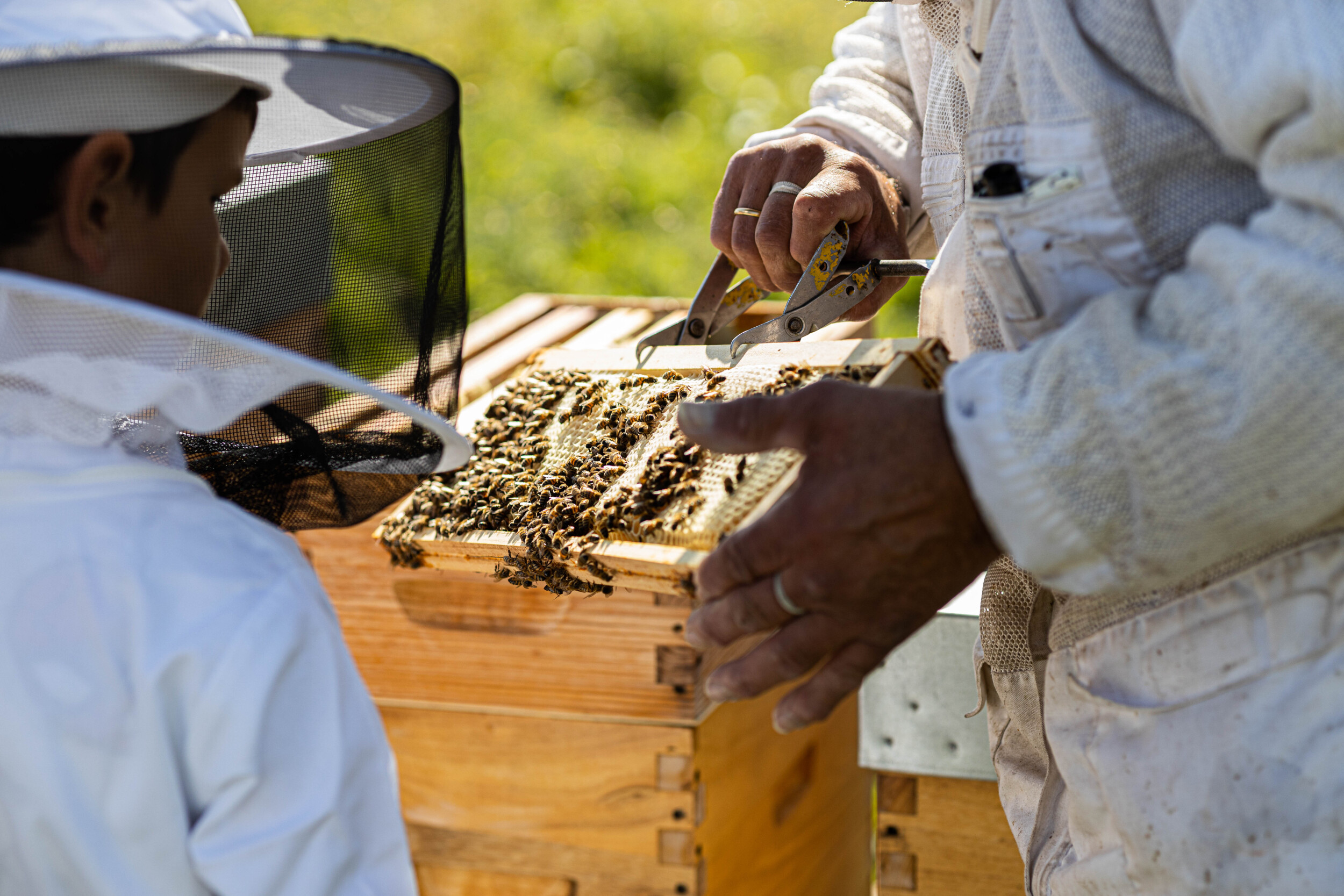 Wecandoo - Découvrez l'apiculture avec François - Image n°4