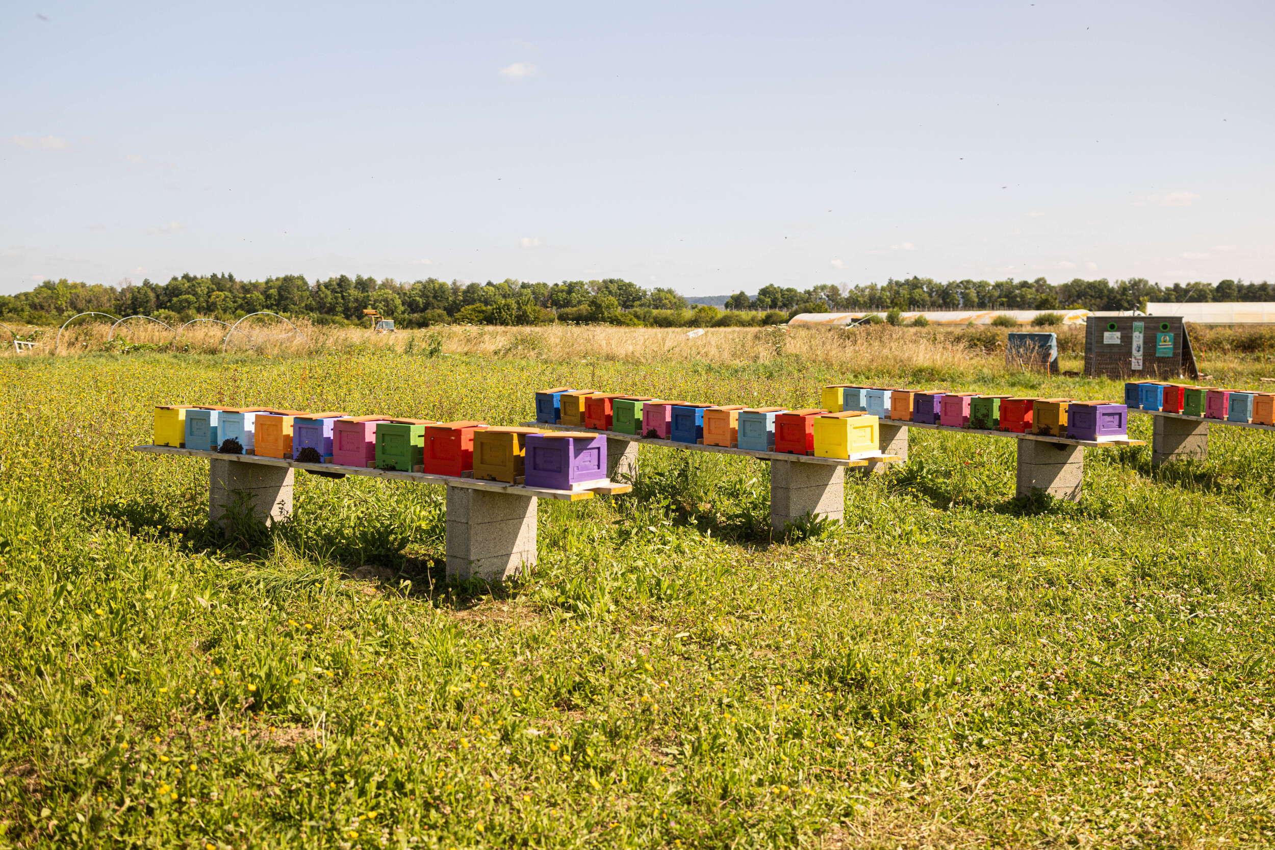 Wecandoo - Découvrez l'apiculture avec François - Image n°13