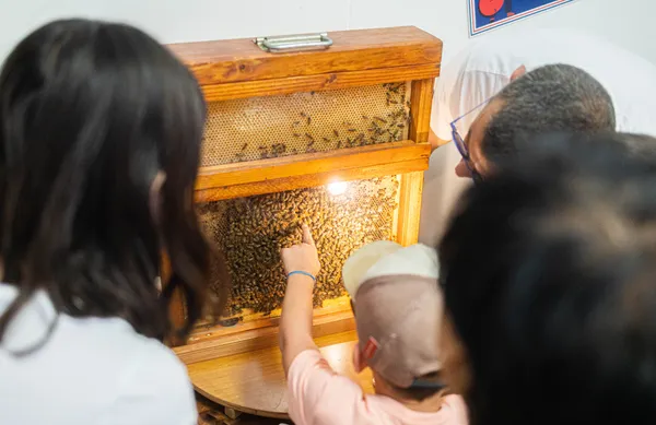 Visitez une miellerie et dégustez différents miels avec François - Image n°4 - Wecandoo