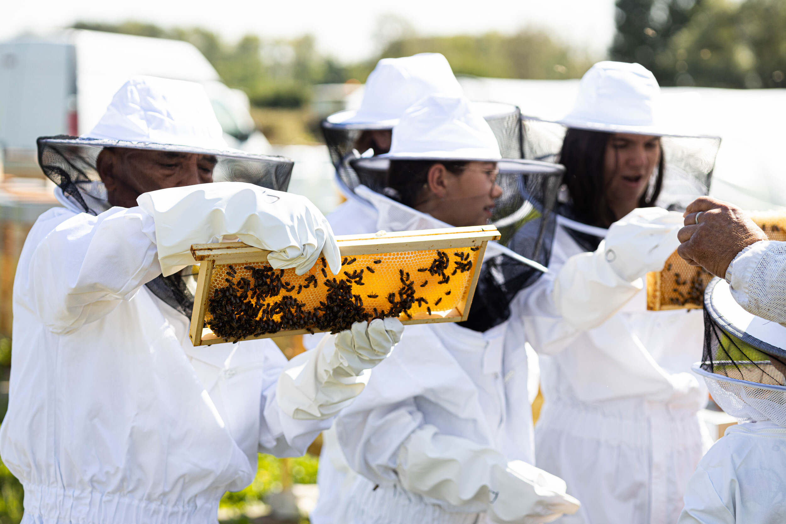 Découvrez l'apiculture