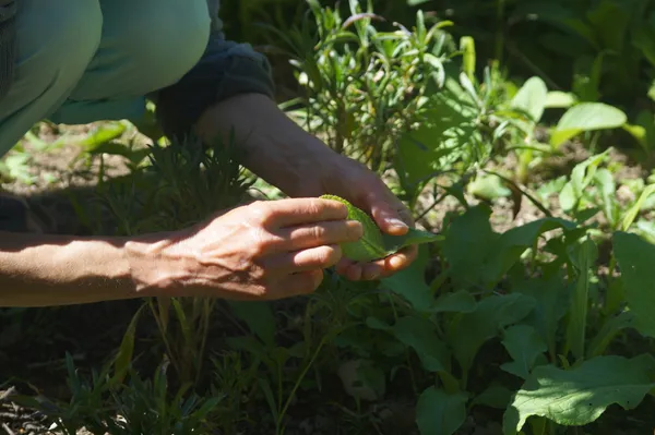 Réalisez un pesto et un houmous à base de plantes sauvages avec Frédérique - Image n°4 - Wecandoo