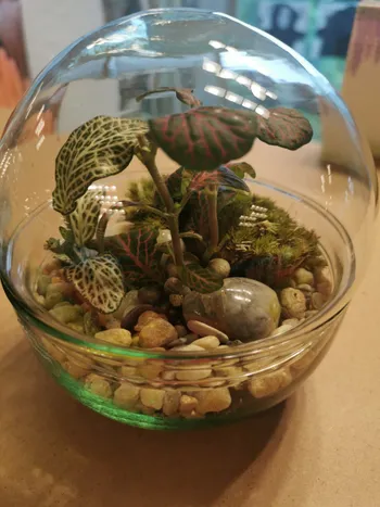 Réalisez vos terrariums en groupe