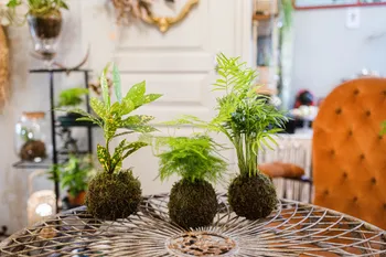 Créez votre kokedama