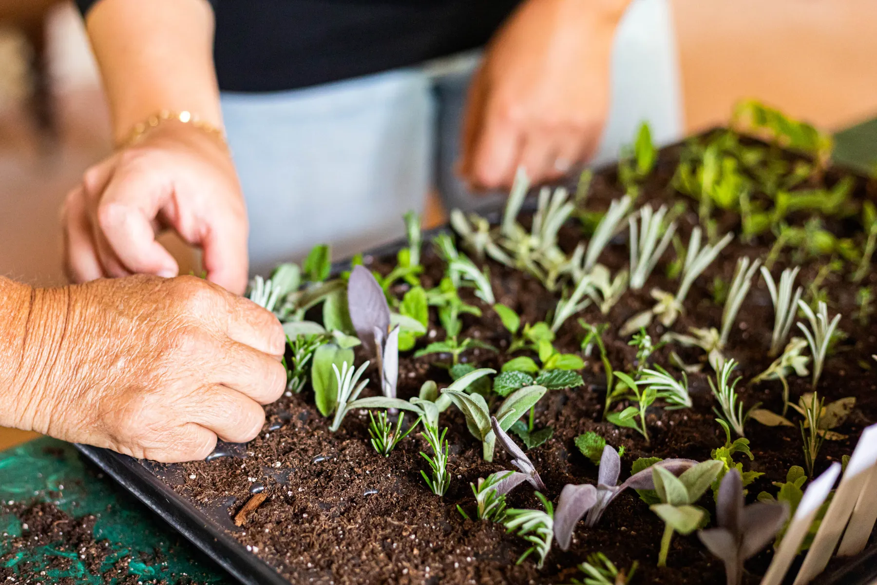 Initiez vous à la permaculture sur une journée avec Édith - Image n°3 - Wecandoo