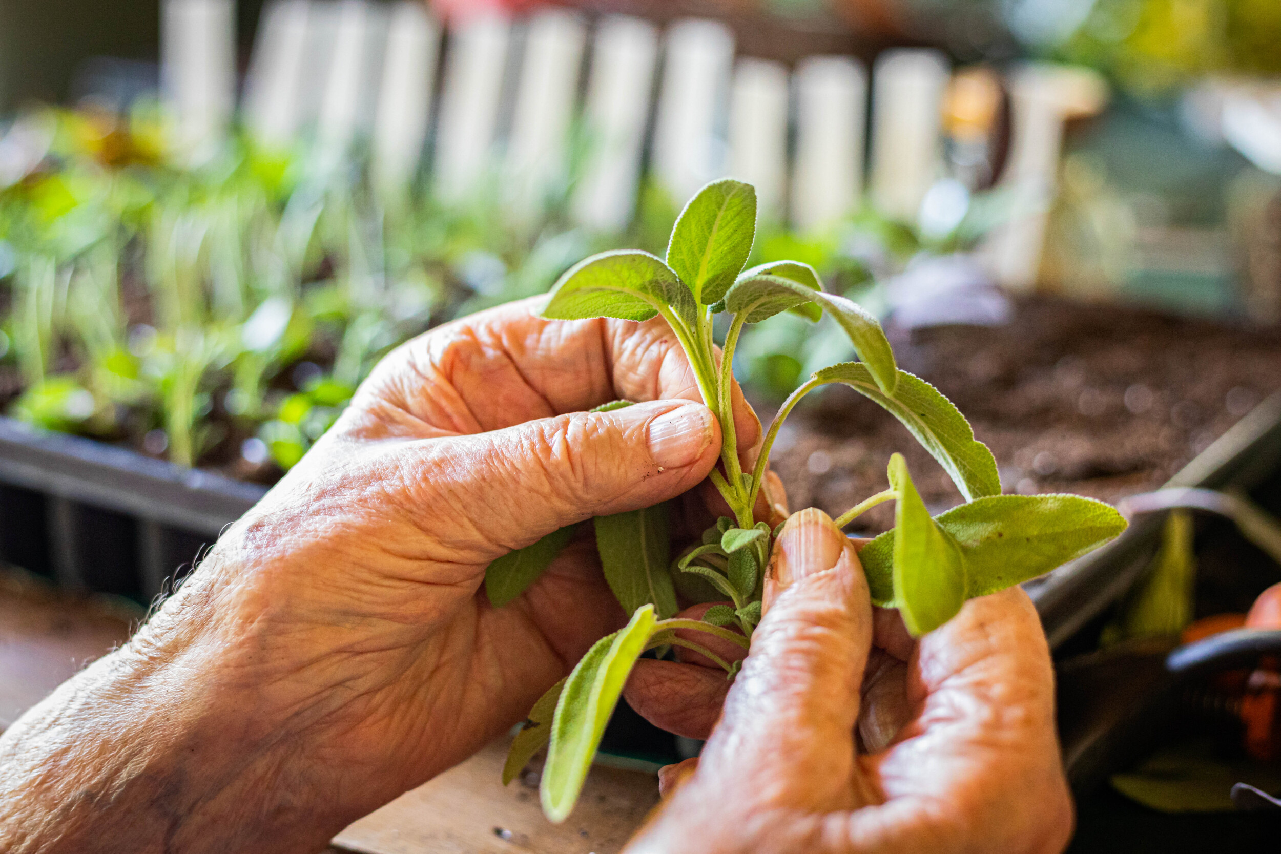 Initiez vous à la permaculture - 1J