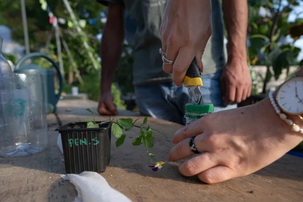 Initiez-vous à l'agriculture urbaine avec Anthony - Afbeelding nr. 2 - Wecandoo