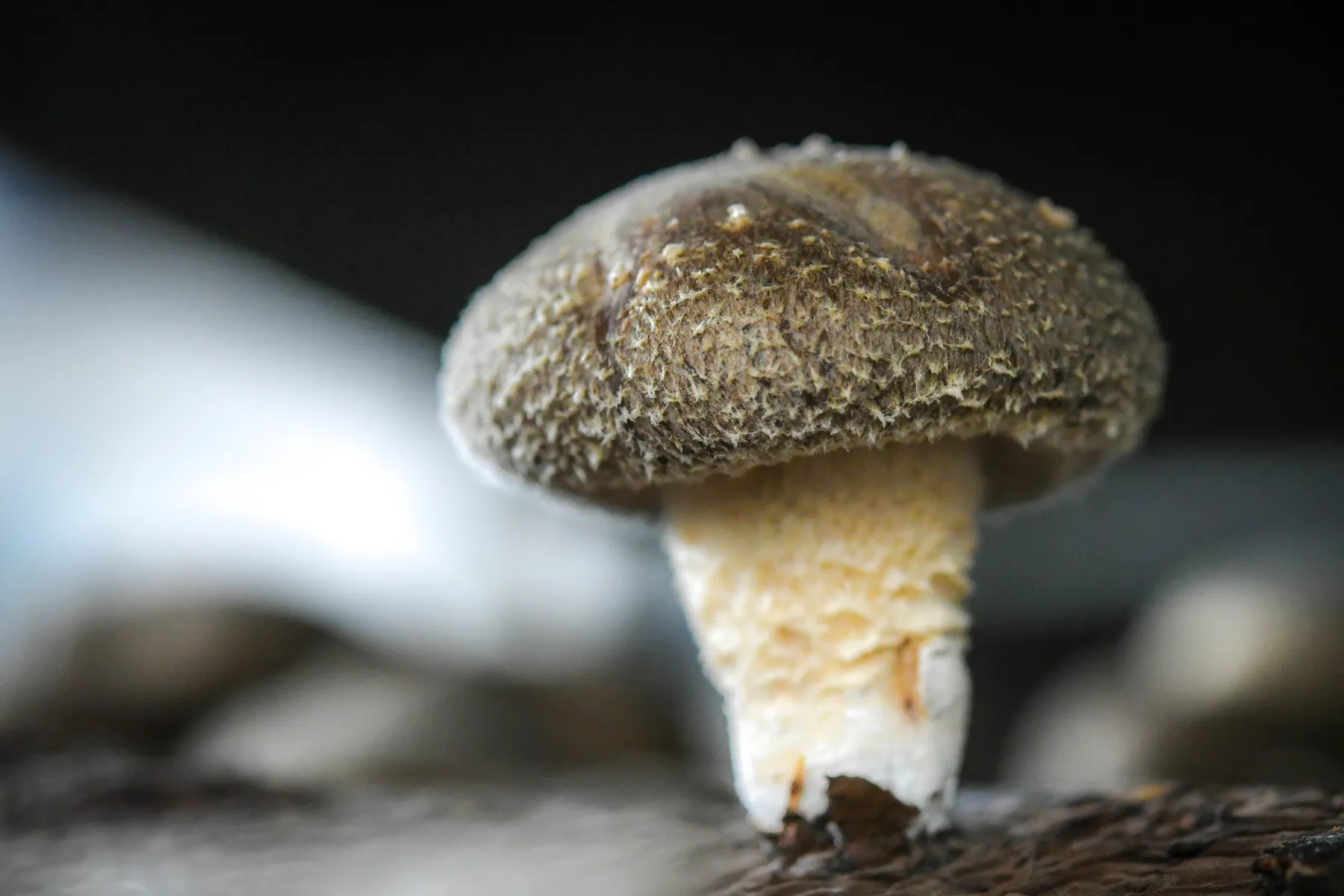 Découvrez la culture des champignons et cultivez les vôtres - Image n°5 - Wecandoo