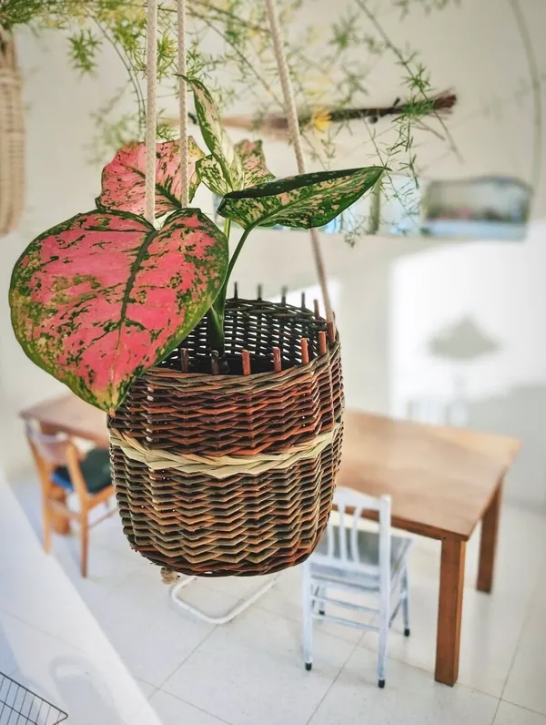 Découvrez l'art de la vannerie et réalisez votre cache-pot avec Aline - Image n°5 - Wecandoo