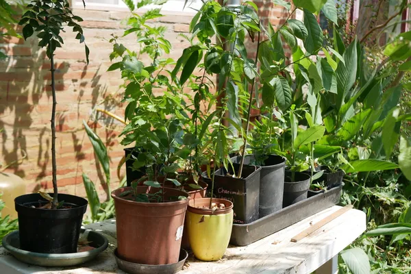 Découvrez la permaculture dans une ferme diversifiée avec Louise et Jérémy - Image n°2 - Wecandoo