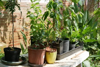 Découvrez la permaculture dans une ferme diversifiée