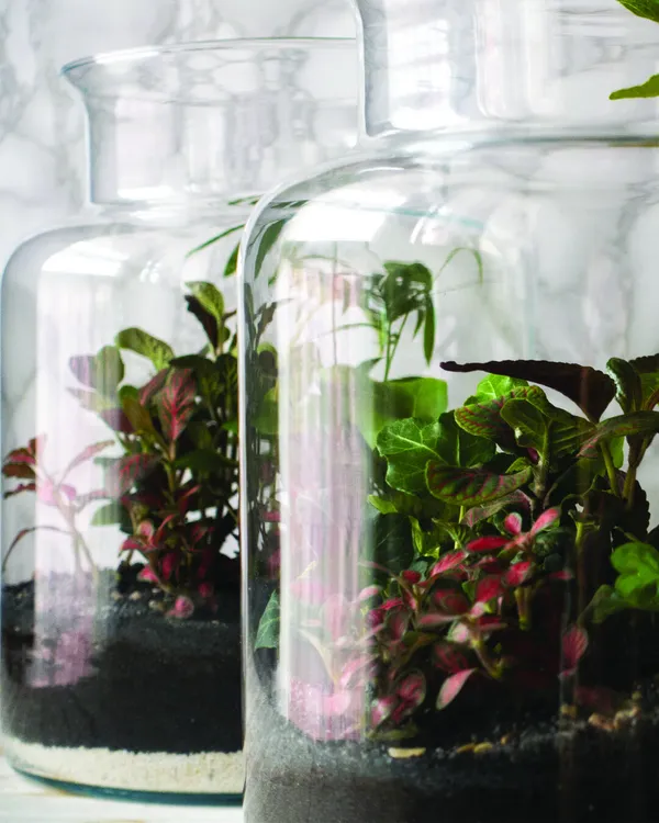 Inspirez votre équipe et réalisez chacun un terrarium unique avec Pascal - Image n°5 - Wecandoo