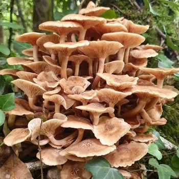 Cueillez vos champignons sauvages en groupe