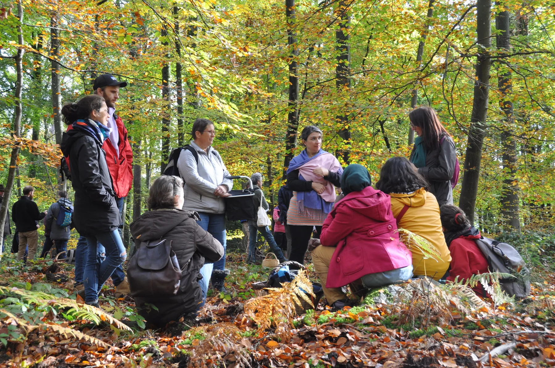 Inspirez votre équipe lors d'une balade et cueillez vos champignons sauvages avec Aurélie - Image n°1 - Wecandoo