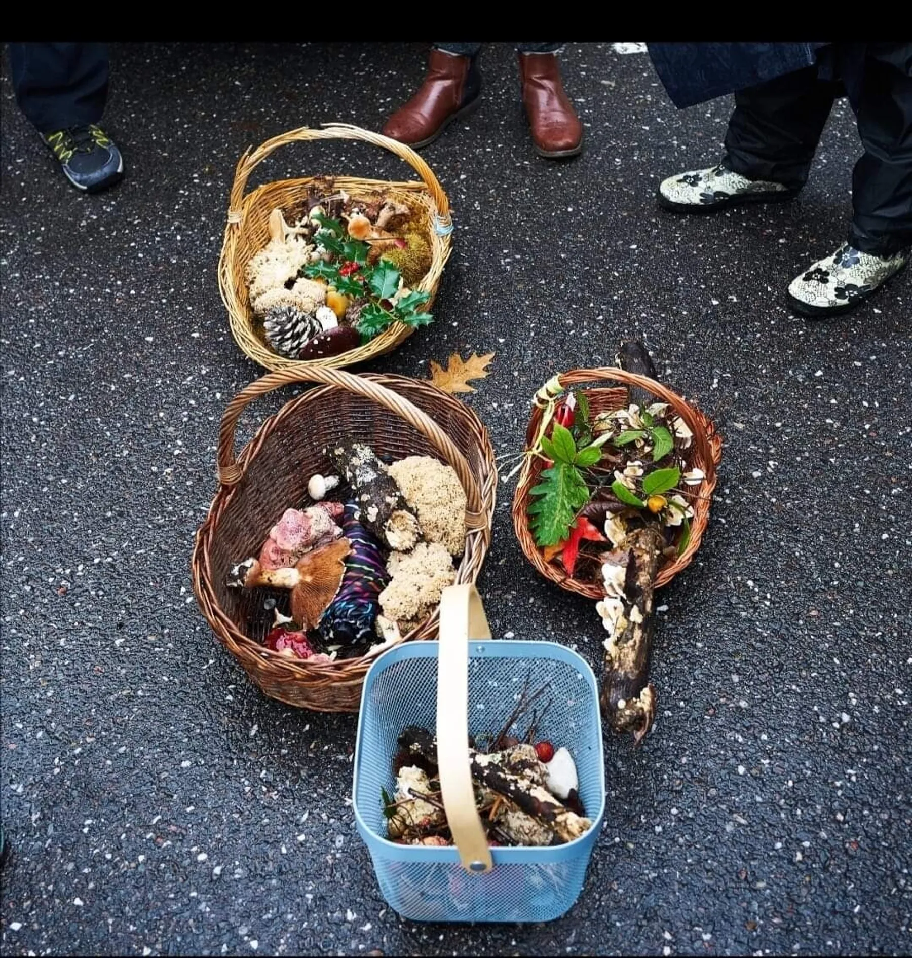 Inspirez votre équipe lors d'une balade et cueillez vos champignons sauvages avec Aurélie - Image n°4 - Wecandoo