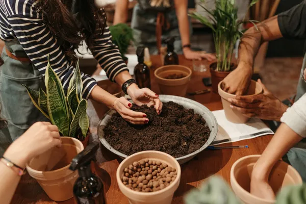 Apprenez à entretenir vos cactus et succulentes avec Baptiste, Alice et Marion - Image n°2 - Wecandoo