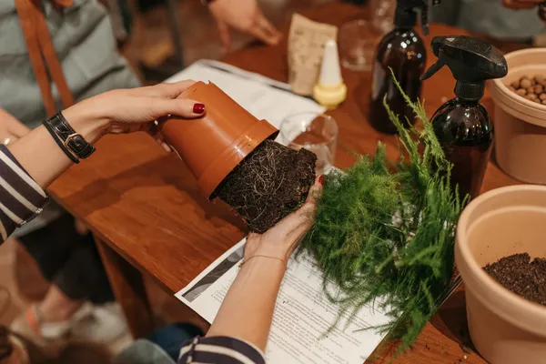 Apprenez à entretenir vos cactus et succulentes avec Baptiste, Alice et Marion - Image n°5 - Wecandoo