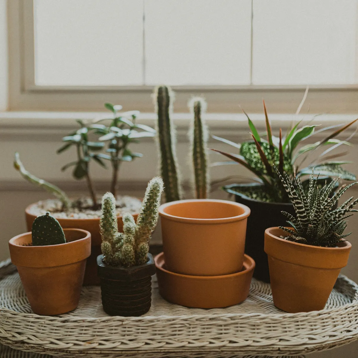 Apprenez à entretenir vos cactus et succulentes
