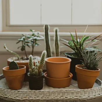 Apprenez à entretenir vos cactus et succulentes