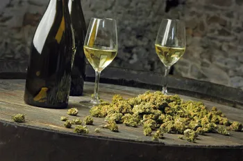 Créez votre cuvée de vin au chanvre d'entreprise