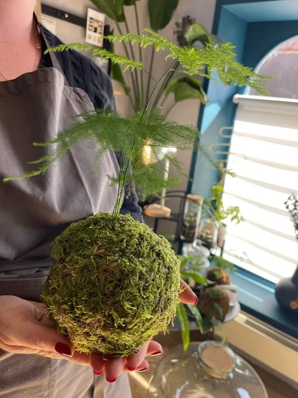 Réalisez votre kokedama avec Emeline - Image n°2 - Wecandoo