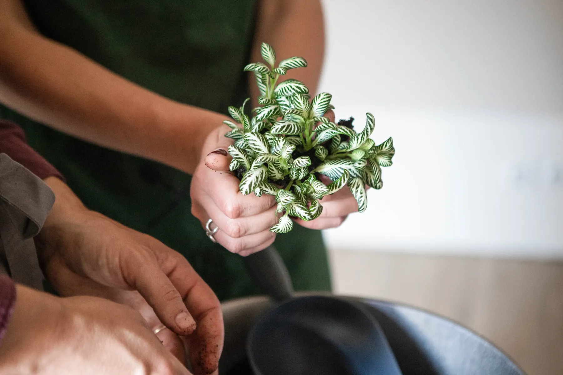 Réalisez votre kokedama avec Emeline - Image n°1 - Wecandoo