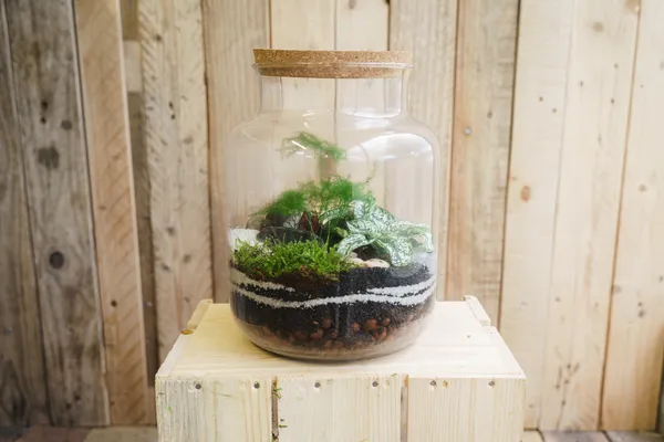 Réalisez votre petit terrarium en groupe avec Amélie - Image n°5 - Wecandoo
