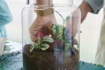 Wecandoo - Réalisez votre petit terrarium en groupe
