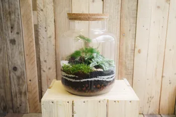 Créez votre terrarium taille M