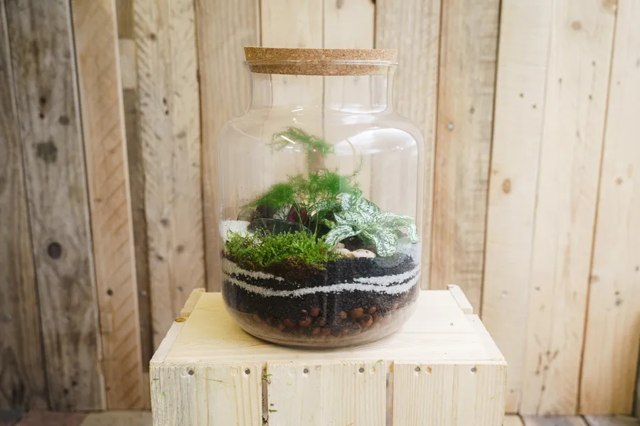 Créez votre terrarium taille M avec Amélie - Image n°1 - Wecandoo