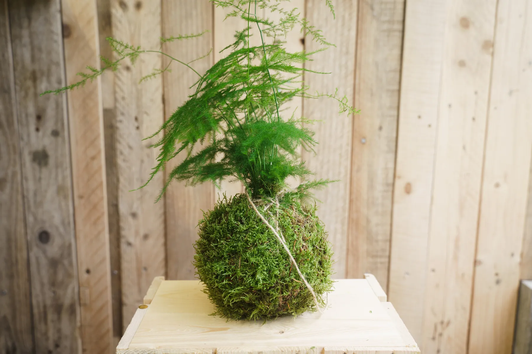 Réalisez votre kokédama dans votre lieu avec Amélie - Image n°3 - Wecandoo