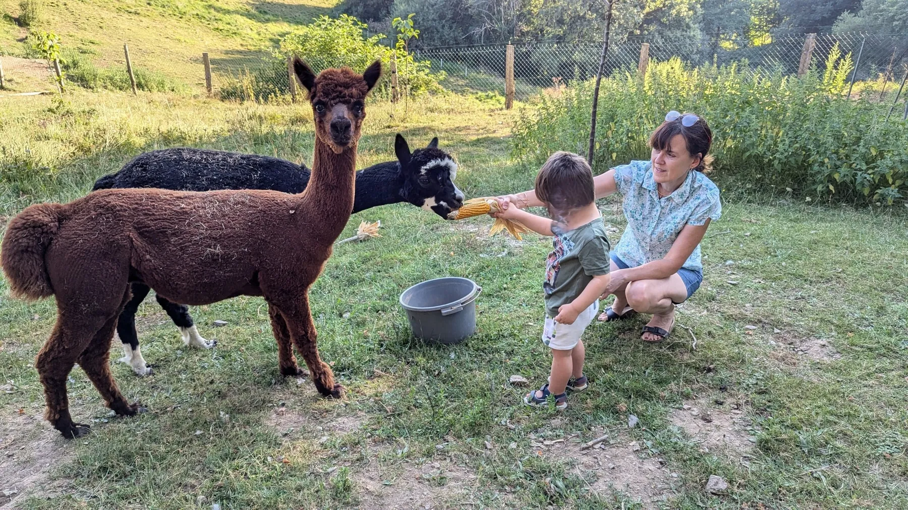 Découvrez un élevage d'alpagas et brebis et transformez la laine avec Oléna - Image n°1 - Wecandoo