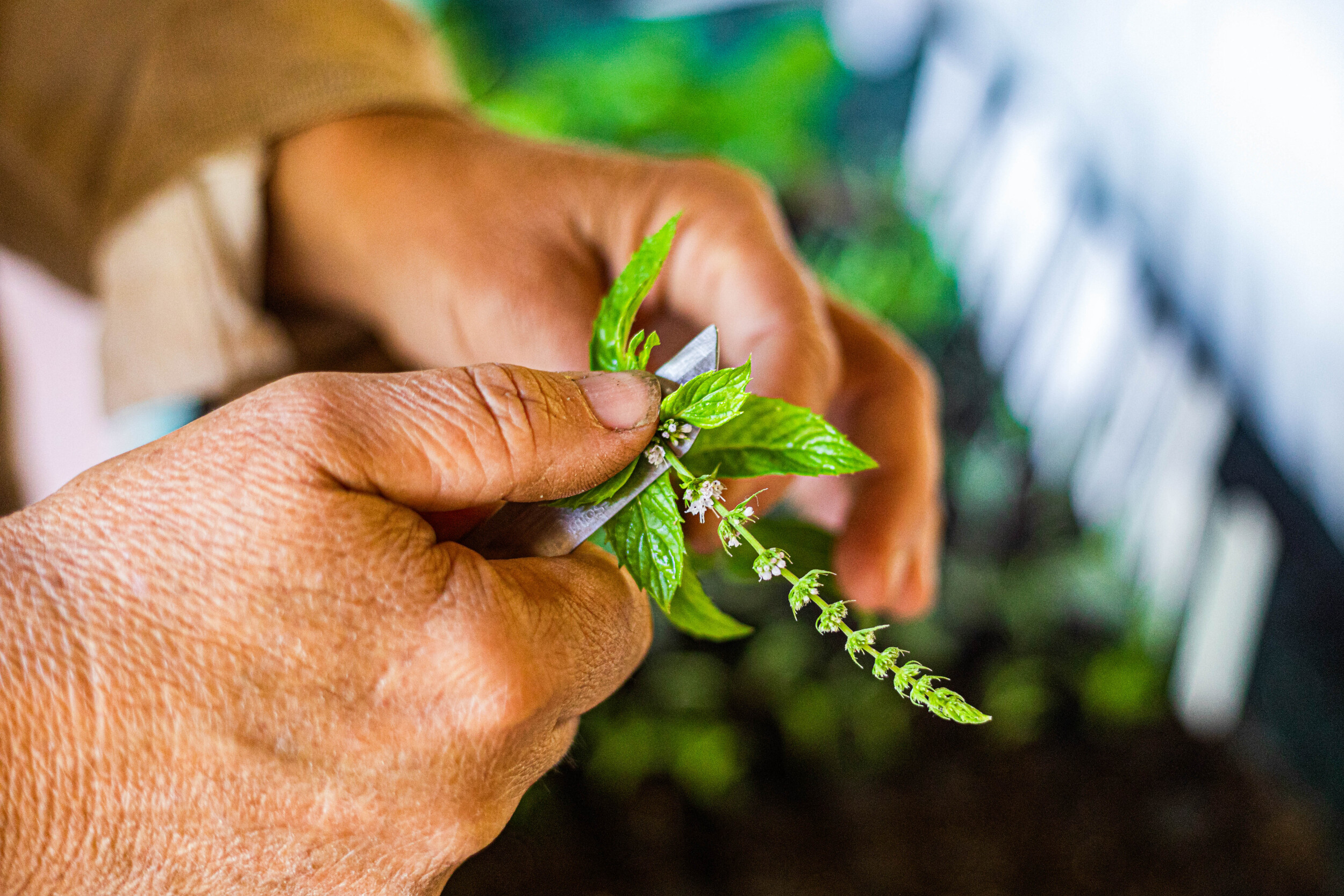 Wecandoo - Initiez vous à la permaculture avec Édith - Image n°9