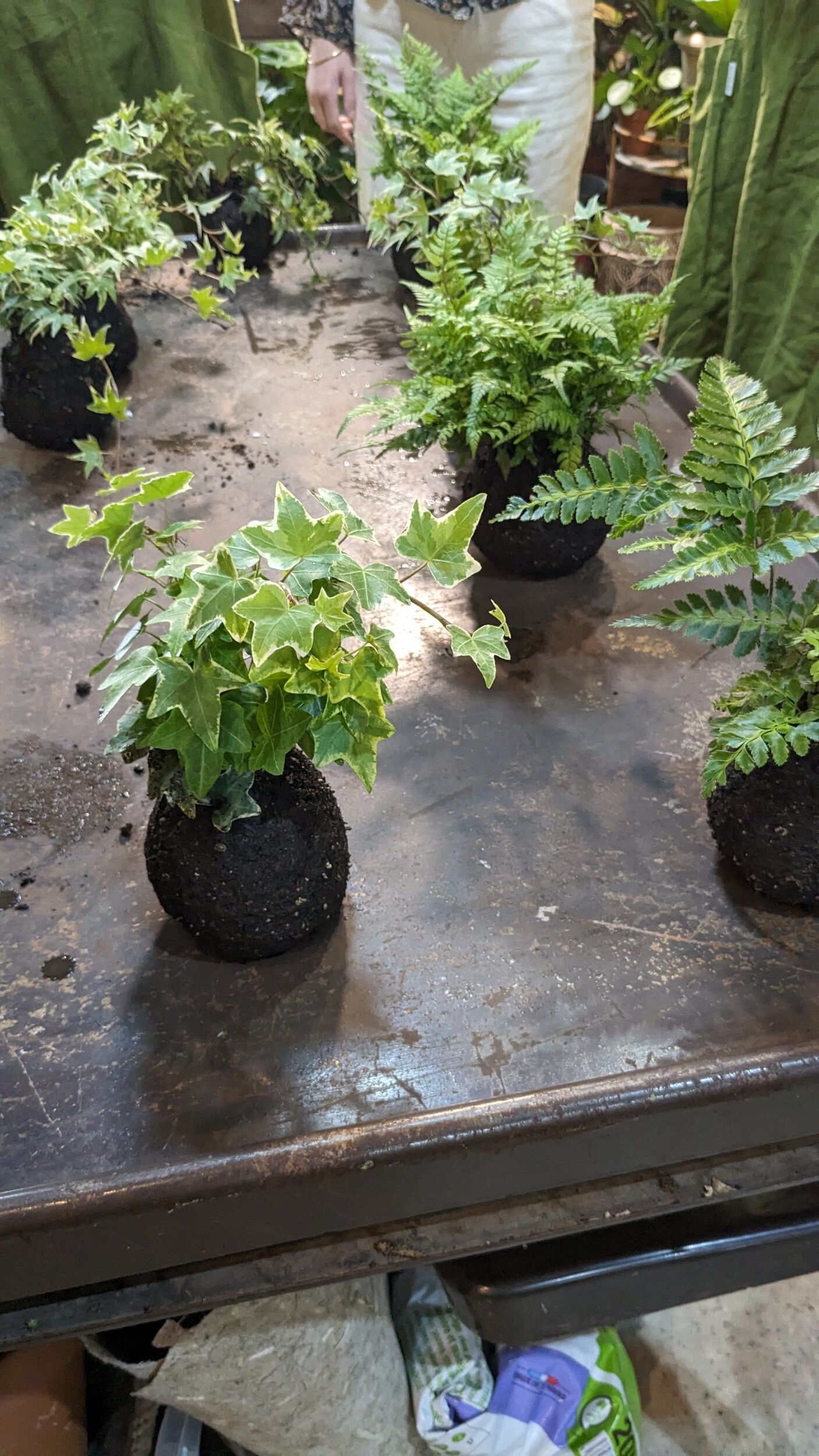 Fabriquez votre kokedama