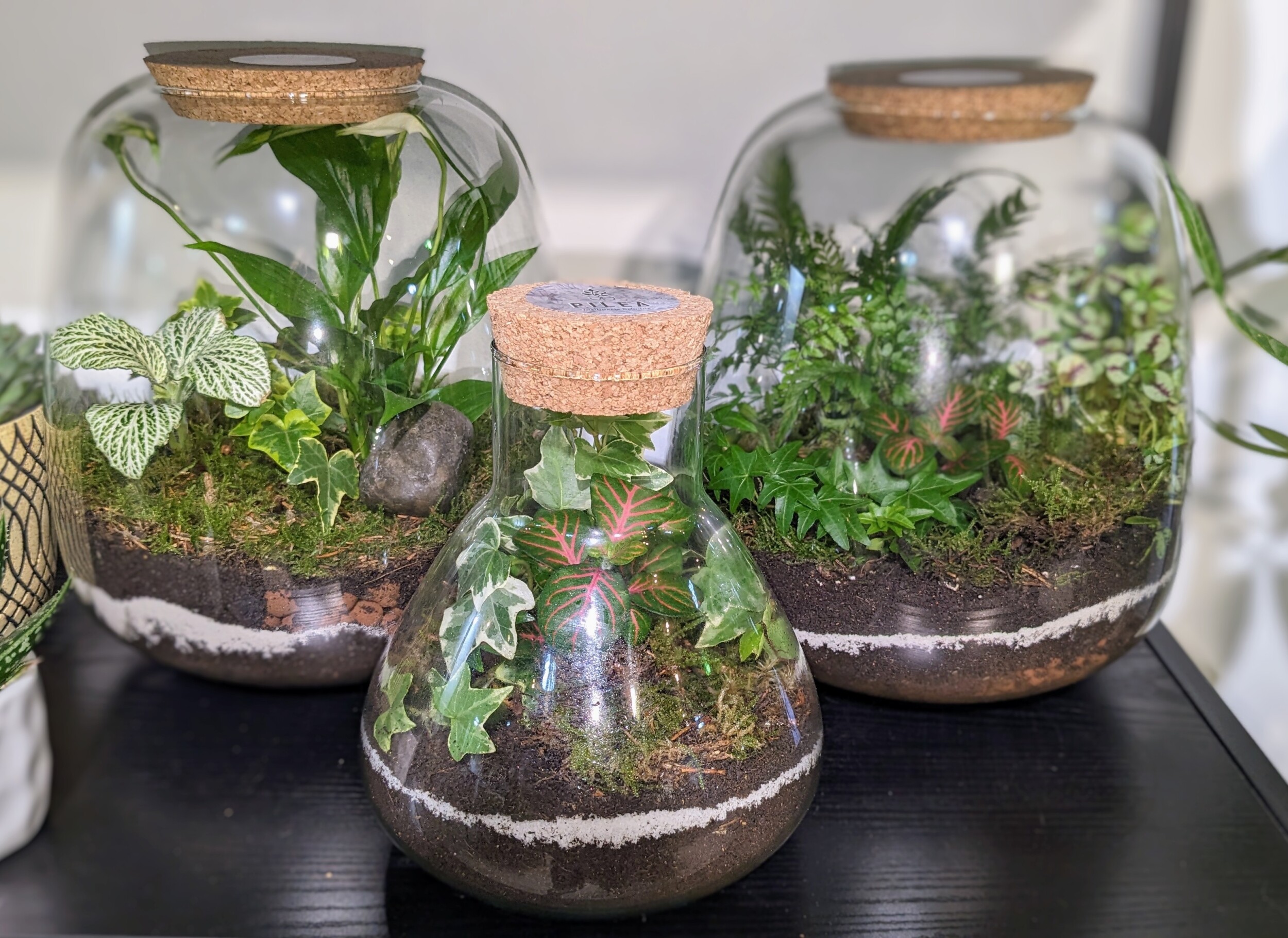 Fabriquez votre terrarium
