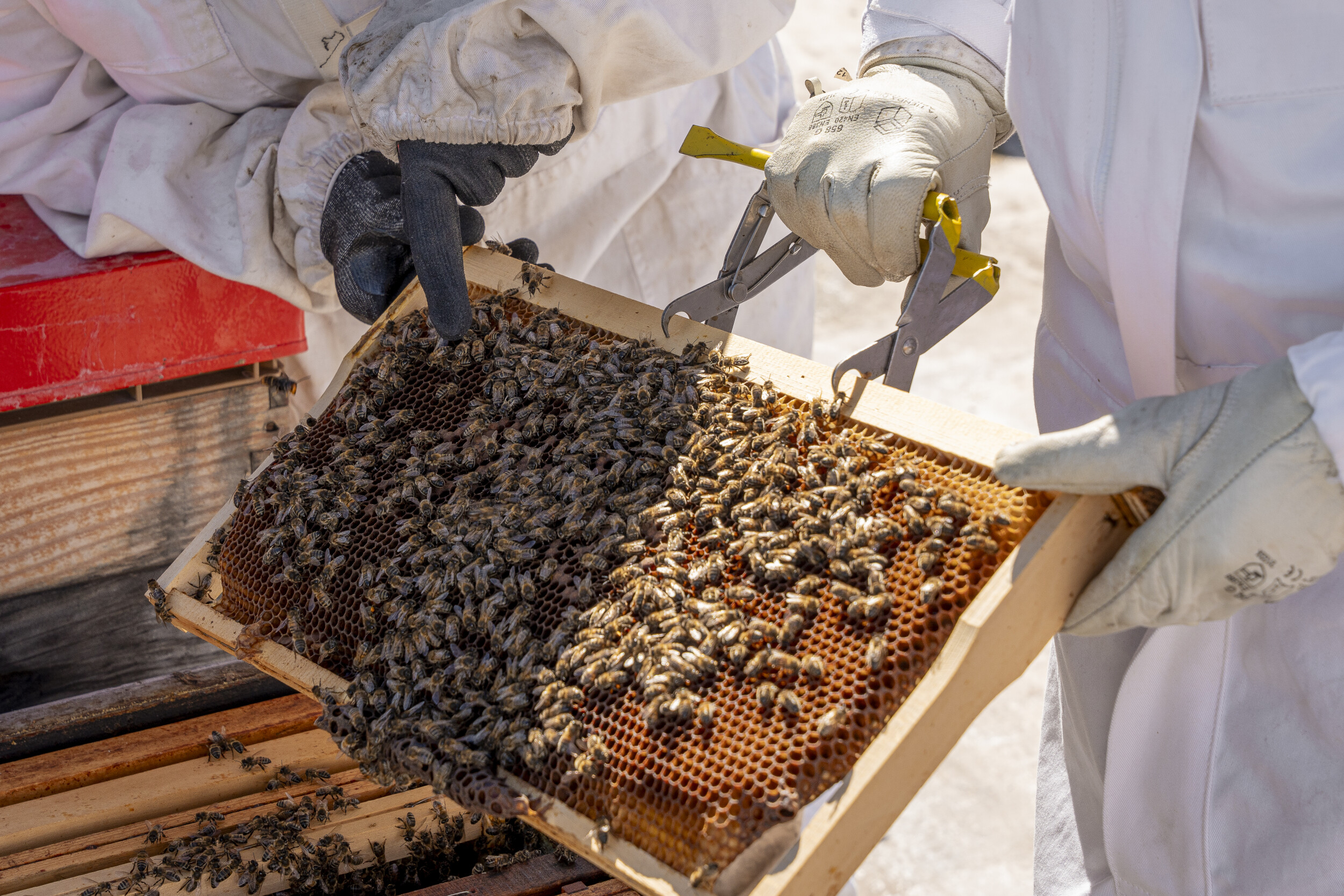 Initiez-vous à l'apiculture sur les toits de Cannes