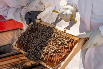 Initiez-vous à l'apiculture sur les toits de Cannes