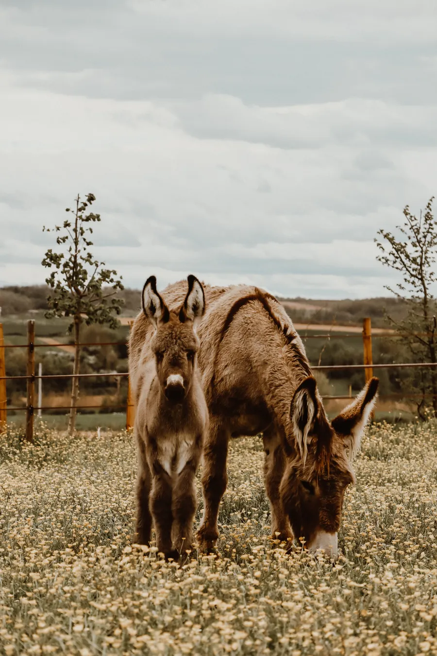 Rassemblez votre équipe et fabriquez vos savons au lait d'ânesse avec Sylvie - Image n°1 - Wecandoo