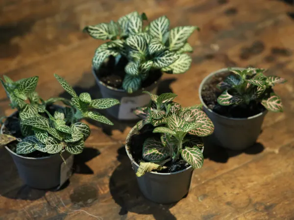 Enchantez votre équipe et créez votre petit terrarium avec Johan - Image n°2 - Wecandoo