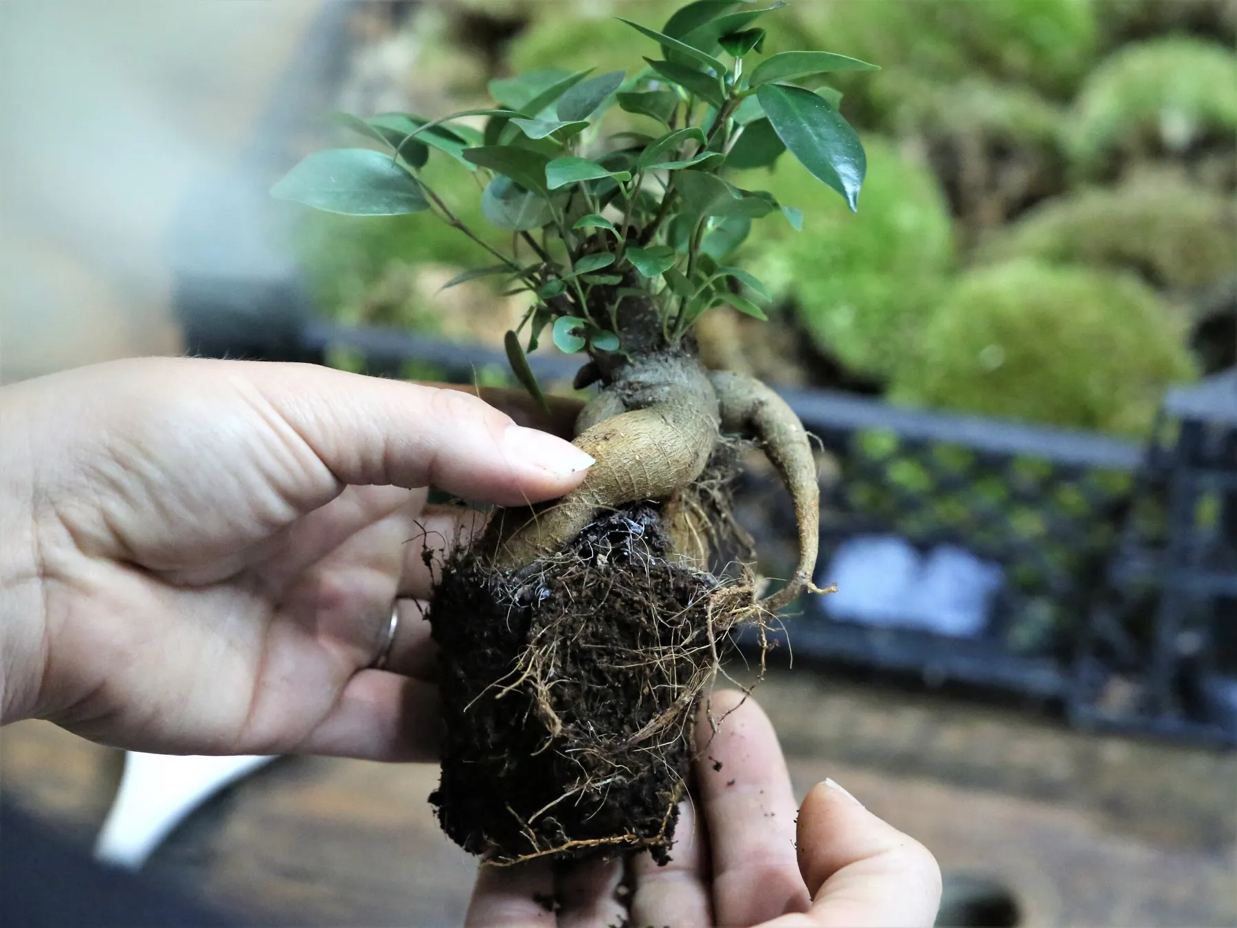 Enchantez votre équipe et créez votre petit terrarium avec Johan - Image n°3 - Wecandoo